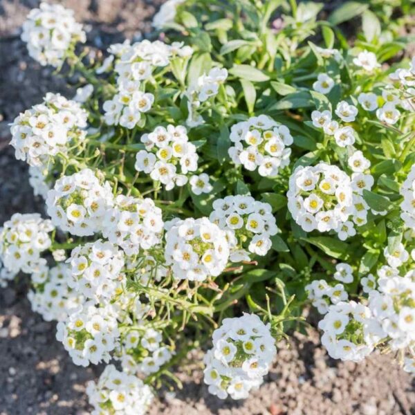 Alyssum-White Alyssum White – Fragrant Carpet Blooms