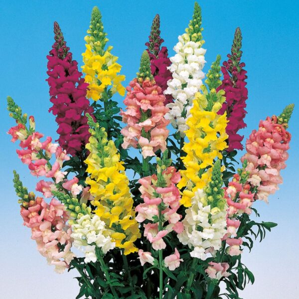 Antirrhimum-Snapdragon-Mix Antirrhinum Snapdragon Mix – Vibrant Garden Blooms