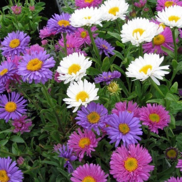 Aster-Mixed Aster Mixed – Bright & Colorful Blooms