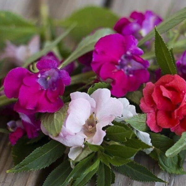 Balsam-Double-Mix Balsam Double Mix – Bright, Bushy Garden Blooms