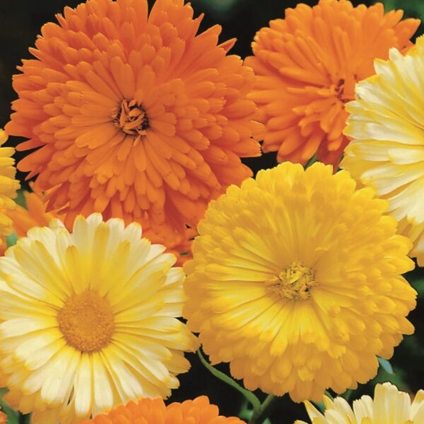 Calendula-Double-Mix Calendula Double Mix – Bright & Healing Blooms