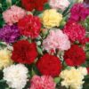Carnation Mix – Elegant & Fragrant Blooms