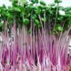 Radish China Rose (Raphanus Sativus) Radish China Rose (Raphanus Sativus) – Premium Quality Seeds