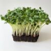 Radish Daikon (Raphanus Sativus) Radish Daikon Microgreens Seeds (Raphanus Sativus) – Premium Quality