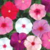 Vinca-Rosea- mix Vinca Rosea Mix – Colorful Annual Blooms