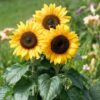sunflower-miniature Sunflower Miniature – Compact Blooms, Big Beauty