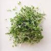 Alfalfa Microgreens(Medicago Sativa) Alfalfa (Medicago sativa) – Superfood Microgreens & Sprouts