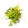 Beetroot Golden Microgreens