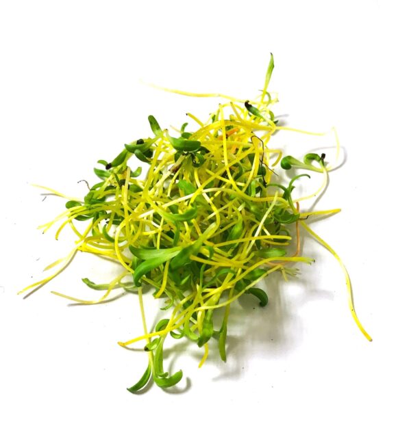 Beetroot Golden Microgreens