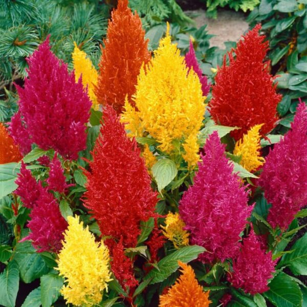 Celosia-Plumosa-Century Mixed Celosia Plumosa Century Mixed – Feathered Flame Blooms