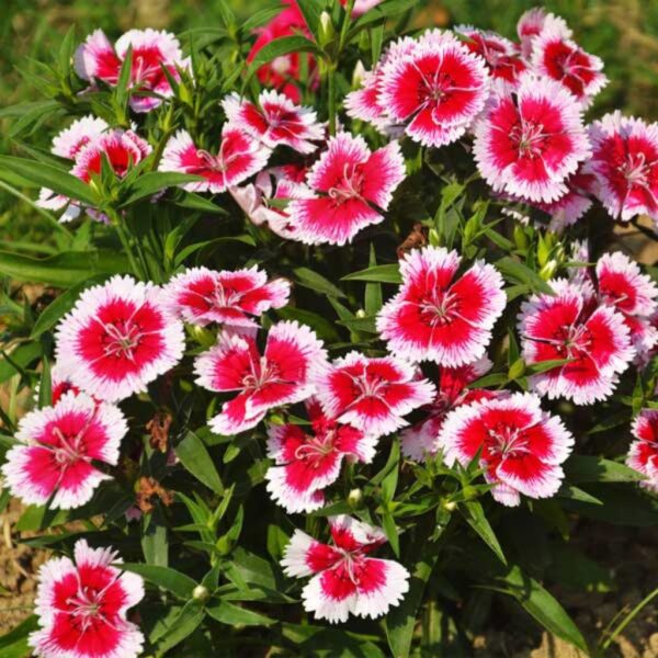 Dianthus Dianthus β Fragrant Charm in Every Bloom