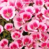 Godetia Pink – Soft Elegance in Bloom