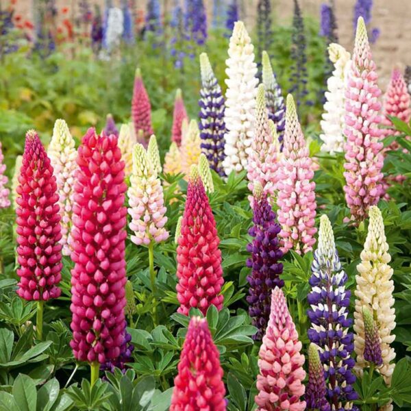 Lupines Mixed – Tall Spires of Colorful Elegance