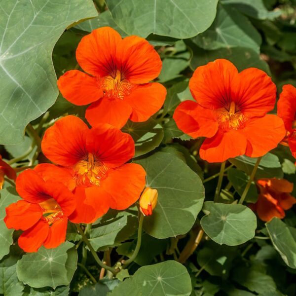 Nasturtium Nasturtium – Colorful Blooms with a Zesty Twist