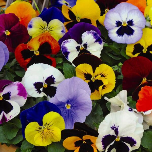 Pansy Mix – Cheerful Faces in Every Shade
