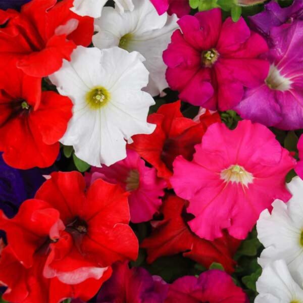 Petunia-Glorious-Double-Mixed-Flowering-Seeds Petunia Glorious Double Mixed β Frilled Beauty in Full Bloom