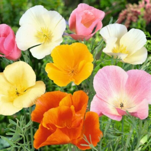 Poppy-California-Mix Poppy California Mix – A Carpet of Silky Color