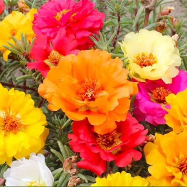 Portulaca Portulaca β The Sun-Loving Carpet of Color