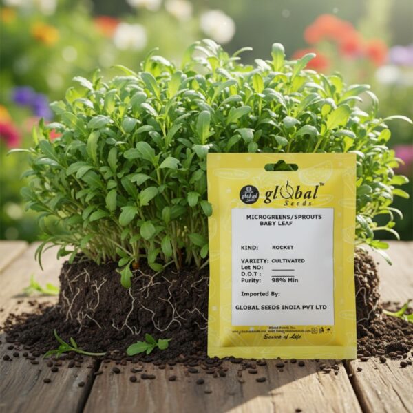 Rocket Cultivated (Eruca Sativa) Rocket Cultivated (Eruca Sativa) – Peppery Fresh Salad Green