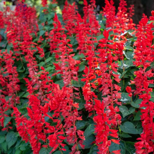 Salvia-Red Salvia Red – Striking Spikes of Scarlet Beauty
