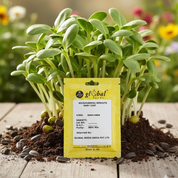 Sunflower Microgreens Sunflower Microgreens – Crunchy, Nutty & Super-Nutritious