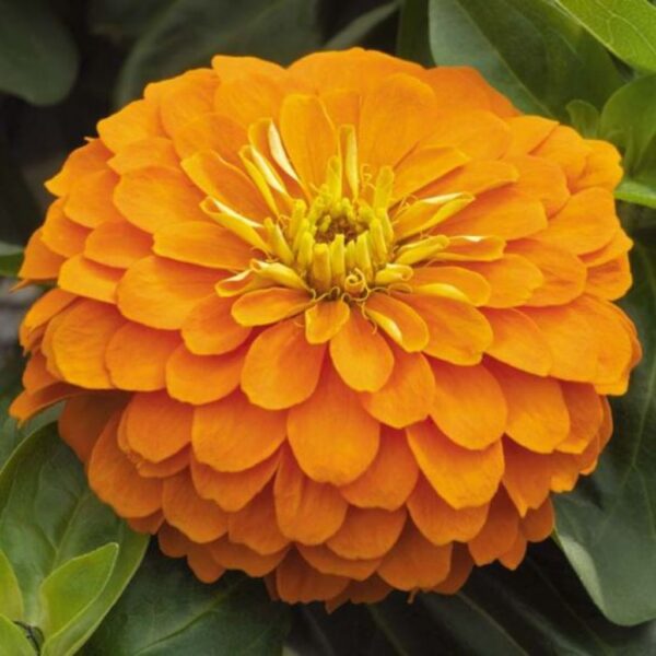 Zinnia-Double-Orange Zinnia Double Orange – Bold, Bright & Beautiful Blooms