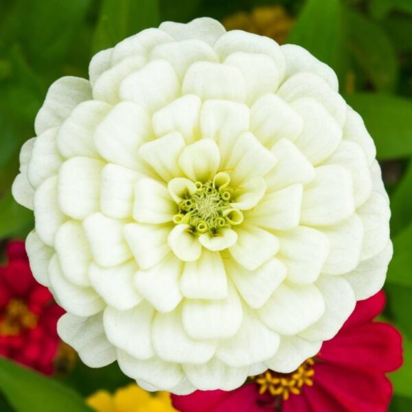 Zinnia-White Zinnia White – Pure Elegance in Bloom