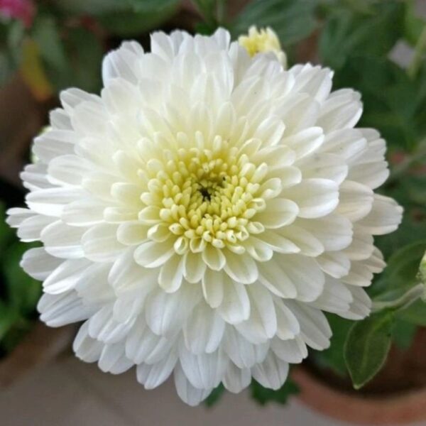 chrysanthemum-white Chrysanthemum White – Pure & Elegant Blooms