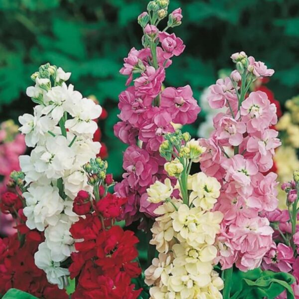 stock-double-mixed Stock Double Mixed – Fragrant Double Blooms in a Rainbow of Colors