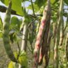 Beans – Lily (Pole) – Rajma