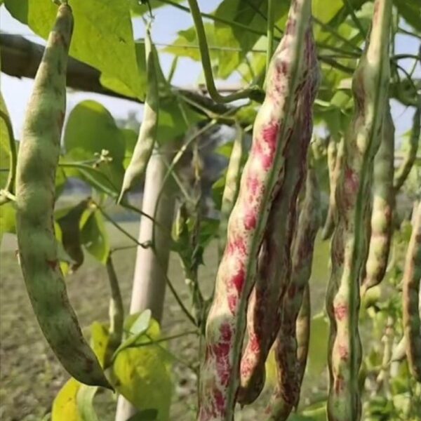 Beans – Lily (Pole) – Rajma Beans – Lily (Pole) – Rajma