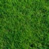 Bermuda Grass