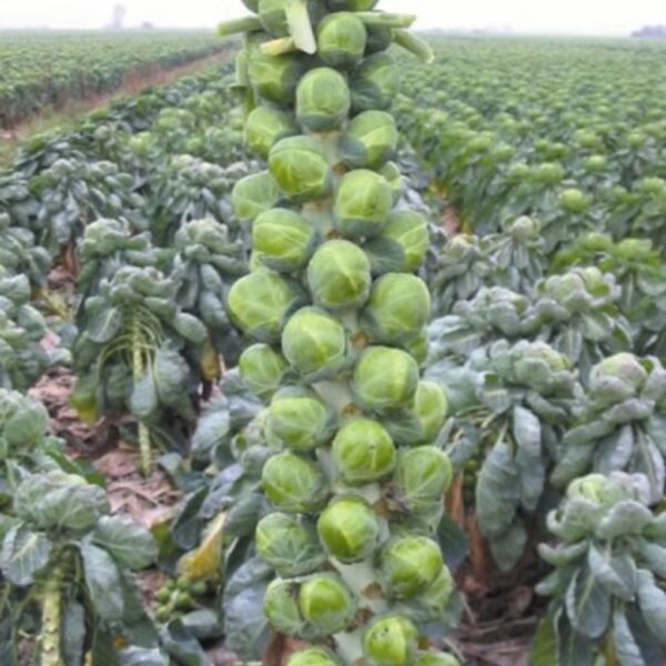 Brussels Sprouts – Gladiator-1 Brussels Sprouts – Gladiator
