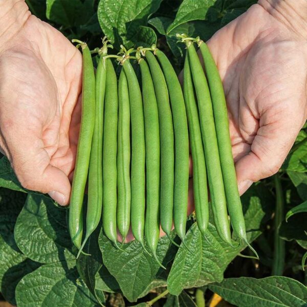 Bush Beans – Anu Bush Beans – Anu