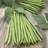 Bush Beans – Galaxy