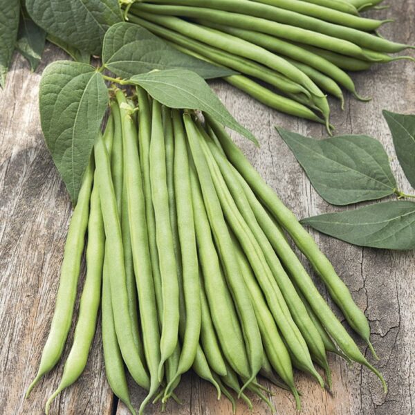 Bush Beans – Galaxy Bush Beans – Galaxy