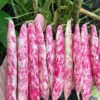 Bush Beans – Velvet