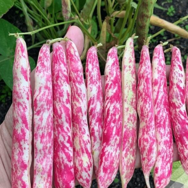 Bush Beans – Velvet Bush Beans – Velvet