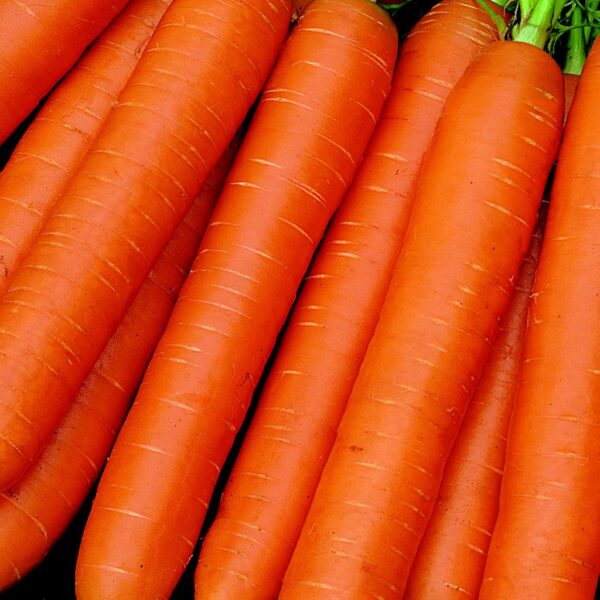 Carrot – Early Nantes Carrot – Early Nantes