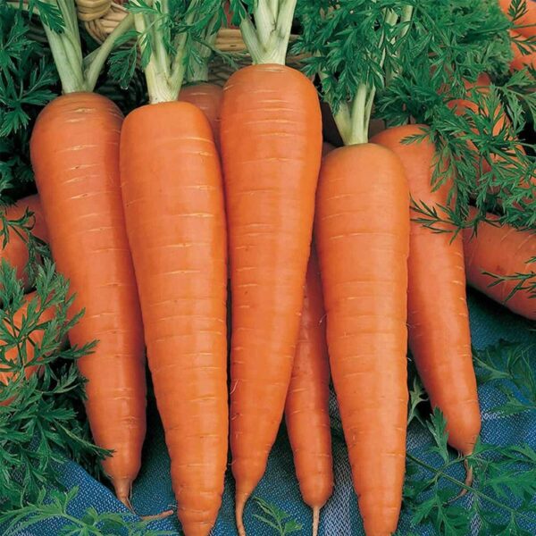 Carrot – Shin Kuroda Carrot – Shin Kuroda