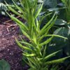 Cluster Beans – Nutan