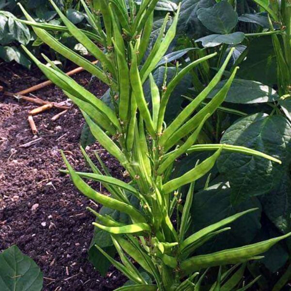 Cluster Beans – Nutan-1 Cluster Beans – Nutan