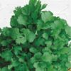 Coriander Leisure (Cilantro- Coriandum Sativum)