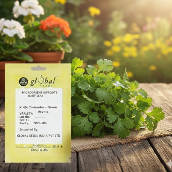 Coriander – Green Aroma Coriander Leisure (Cilantro- Coriandum Sativum)