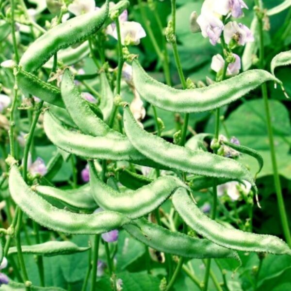 Dolichos Beans – Aruna Dolichos Beans – Aruna