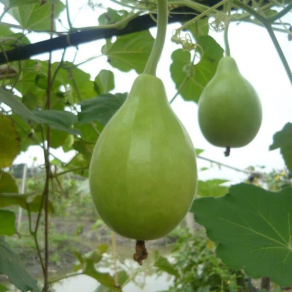 F-1 Hybrid Bottle Gourd Latoo – Bablu-1 F-1 Hybrid Bottle Gourd Latoo – Bablu