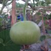 F-1 Hybrid Bottle Gourd Round – Arjun