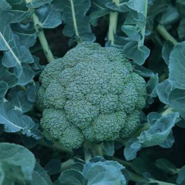 F-1 Hybrid Broccoli Maria
