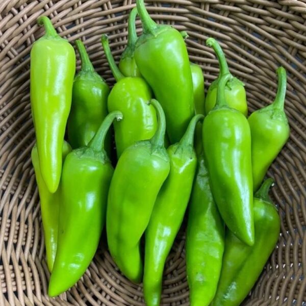F-1 Hybrid Hot Pepper – Deepshikha