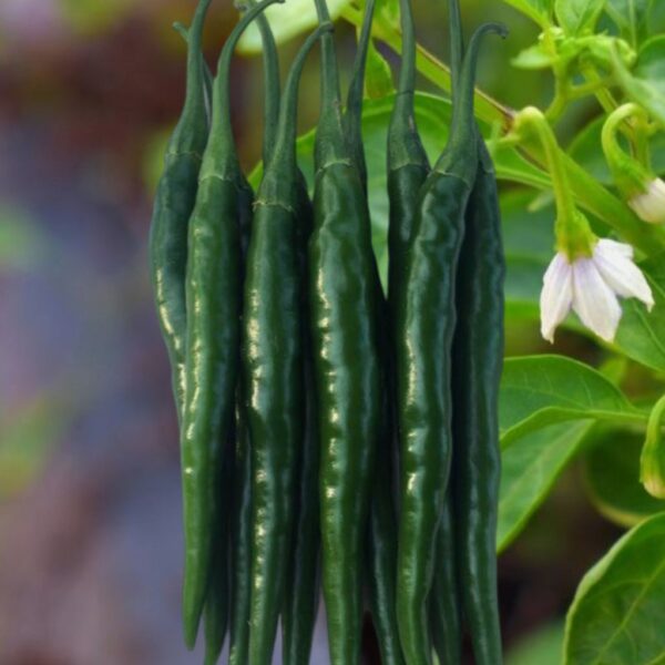 F-1 Hybrid Hot Pepper – Kirti